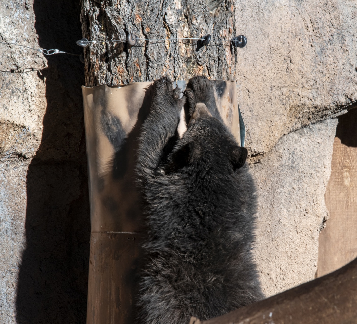 Black bear resting among logs at Bearizona Wildlife Park